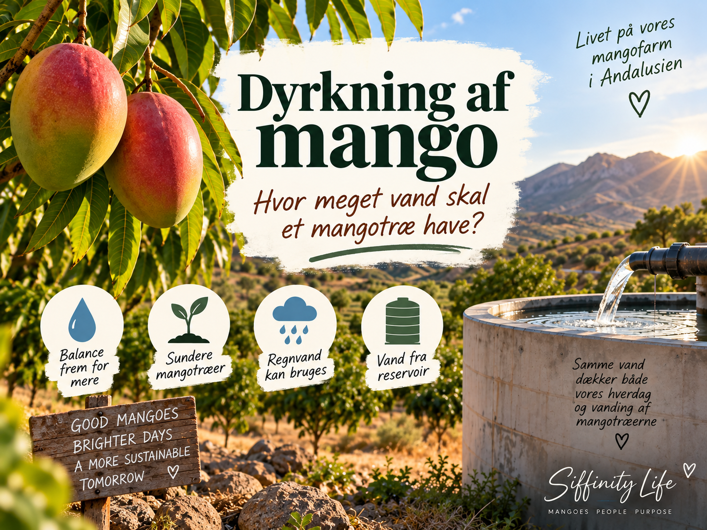 dyrkning af mango